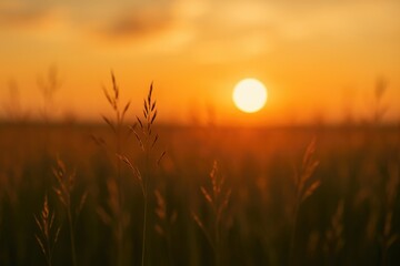 Hazy evening sky over a grassy meadow at dusk