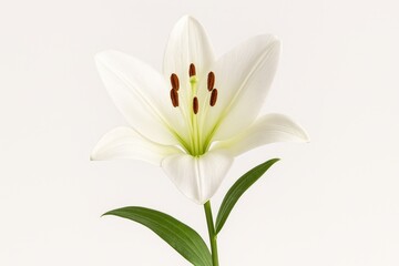 Obraz premium Pure white lily blossom against a matching white backdrop