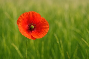 Naklejka premium Vibrant Scarlet Blossom of a Wild Poppy