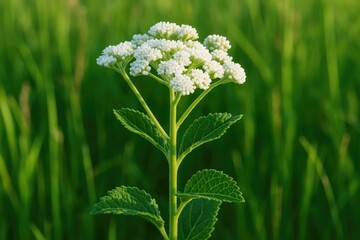 Detailed view of wild quinine at a nature reserve in the northern region