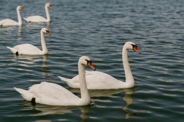 Fototapeta premium Elegant white swans gracefully gliding across a serene lake