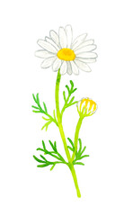 カモミール（ハーブの手描き水彩イラスト素材）
