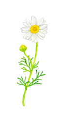 カモミール（ハーブの手描き水彩イラスト素材）