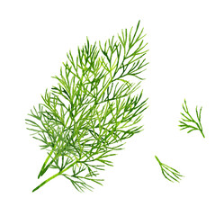 ディル（ハーブ）　手描き水彩イラスト素材