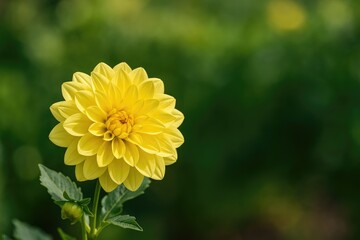 Vibrant yellow dahlia blooming in a garden setting with a soft-focus backdrop for text placement
