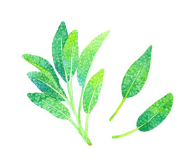 セージ（ハーブ）　手描き水彩イラスト素材