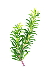 ローズマリー（ハーブ）　手描き水彩イラスト素材