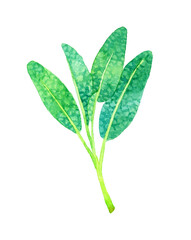 セージ（ハーブ）　手描き水彩イラスト素材