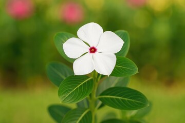 Naklejka premium Vividly colored Catharanthus roseus, also known as periwinkle, showcasing its unique shapes