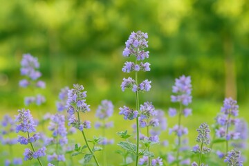 Obraz premium Popular small flowers that frequently appear in bouquets and are known as catnip flowers