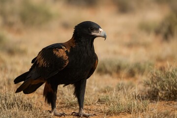 The black-breasted buzzard searches for its next meal