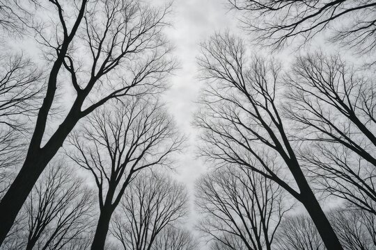 Bare tree branches silhouetted against a cloudy sky