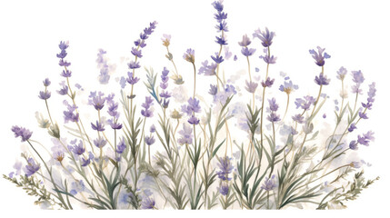 Naklejka premium lavender stems and soft buds, neutral tones on white background