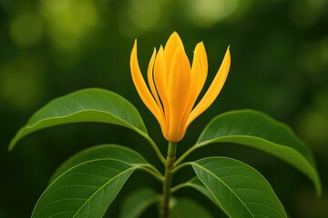 The fragrant bloom of Champak flowers