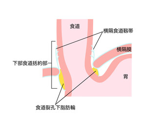 消化器の解剖生理　下部食道括約部　文字あり