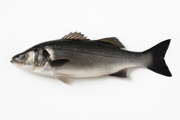 Obraz premium Marine life depicted on a plain white backdrop