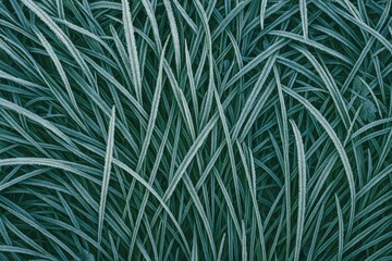 Frost-covered grass surface for texturing