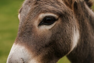 Close-up shot of a donkey's eye revealing intricate details