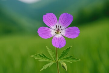 Fototapeta premium Green background showcasing the linearilobum geranium flower