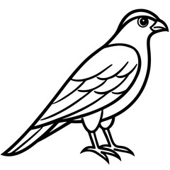 White Sparrowhawk Line Art