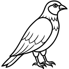 White Sparrowhawk Line Art