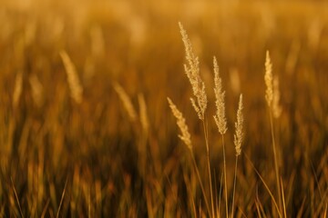 Fototapeta premium Vegetation and plant life in grassy fields