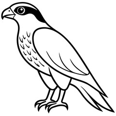 White Sparrowhawk Line Art