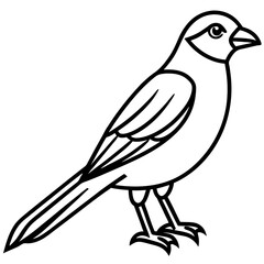 White Sparrowhawk Line Art