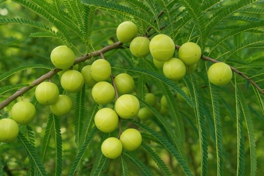 The benefits of the fruit known as Emblic Myrabolan and Indian Gooseberry