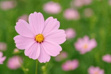 Elegant cosmos flower with delicate petals
