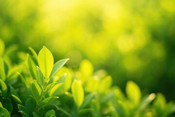 Obraz premium Morning sunlight casting a vibrant glow over lush garden foliage