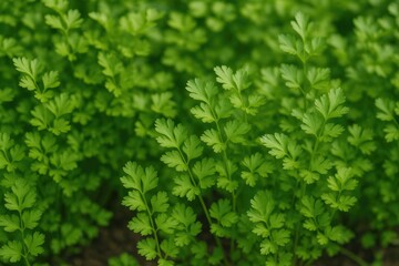 Obraz premium Healthy organic parsley thriving in a garden setting