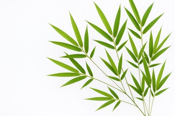 Fototapeta premium White background with green bamboo leaves