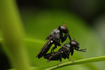 A close-up photograph of Black soldier fly from the subfamily Pachygastrinae, family Stratiomyidae mating.This image captures a detailed view of their mating behavior,
