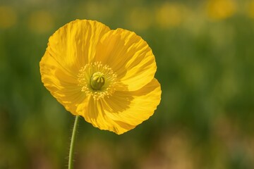Excellent example of a bright yellow poppy blossom