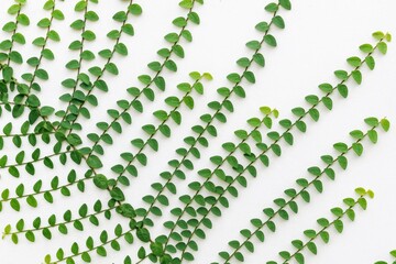 Vining Ficus Pumila Adorning a White Surface