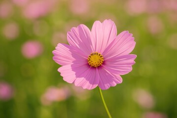 Blooming pink flowers in springtime