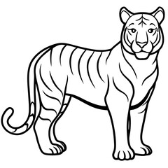 White Tiger Silhouette Linear Animal Art Design