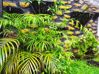 tropical fish in aquarium