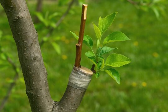 Springtime tree branch grafting process - detailed close-up
