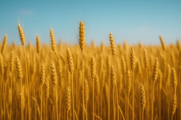 Fototapeta premium Summer Grain Field Near Harvest