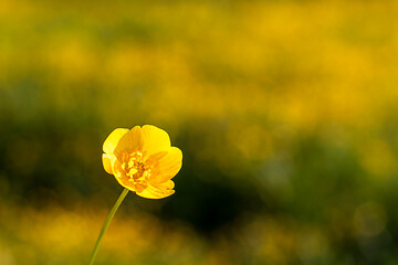 Close-up of a yellow flower in a vibrant and blurred field background