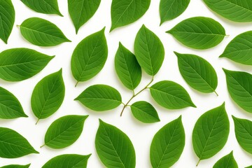 Fototapeta premium Vibrant foliage against a clean white backdrop