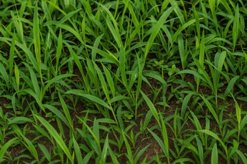 Obraz premium Lush green turf covering the surface