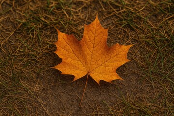 Autumn foliage scattered across the pavement