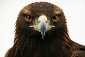 Obraz premium Detailed close-up of a majestic eagle's head highlighting its sharp beak and intense gaze