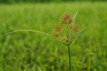 The role of Cyperus rotundus as a common agricultural weed in open fields when discussing puzzles