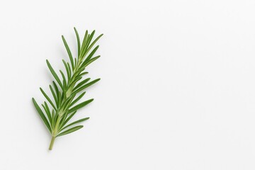 Newly sprouted rosemary branch on a white backdrop with empty space for text