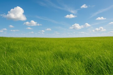 Lush summer field with vibrant greenery