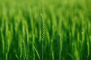 Detailed close-up of lush green wheat sprouting in farmland